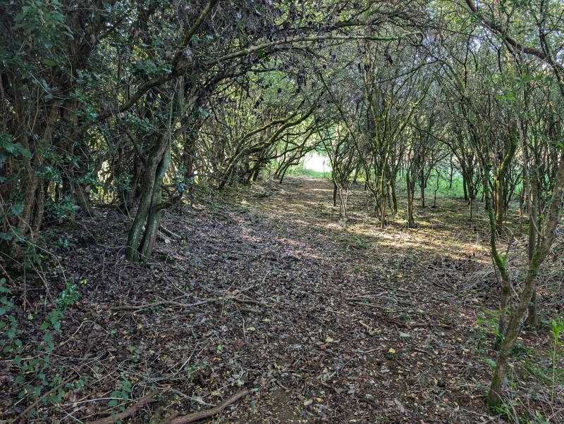 Annwyn Arboretum